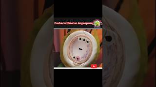 Double fertilization in angiosperm ✨️fertilization in plant 🌿anther and angiosperm fertilization [upl. by Friday]