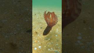 RARE Blanket Octopus caught on camera 🐙 [upl. by Slyke]