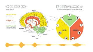 Los 3 cerebros y por qué la amígdala se localiza en el límbico [upl. by Kessia]