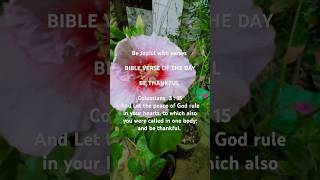 Be thankful bejoyful dailybibleverse jesus shortsfeed ytshorts bethankful [upl. by Noired]