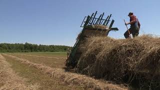 Loose Haying with Horses on the Davis Family Farm [upl. by Aroon622]