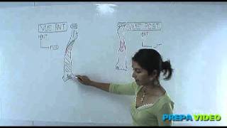 anatomie cours dostéologie le radius  Membre supérieur [upl. by Nnaeilsel]