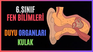 6SINIF  FEN BİLİMLERİ  DUYU ORGANLARIKULAK [upl. by Siver429]