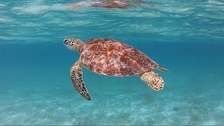 Tobago Cays Turtle Sanctuary St Vincent amp the Grenadines [upl. by Asserak]