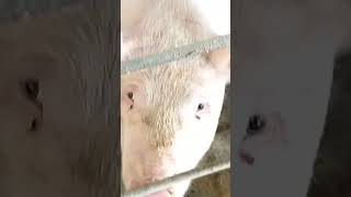 Local da aplicação por via subcutânea em suínos adultos🐖💚 [upl. by English]