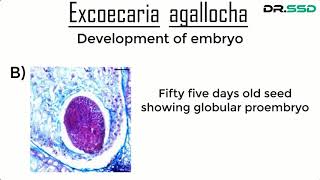 Development Of Embryo  Dr Sourav Singh Deo [upl. by Urbano]