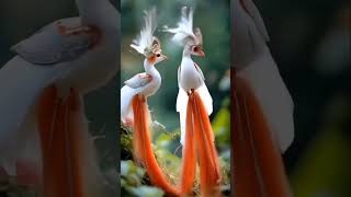 Kon se Birds hen And subscribe my channel thanks shortsvideo birds youtubeshortspleasesubscribe [upl. by Oah]