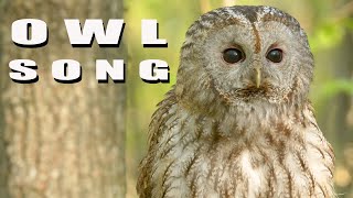 TAWNY OWL sounds Birds hooting in spring forest Tawny Owl call [upl. by Bokaj]