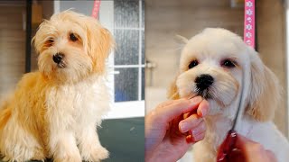 Puppy Maltipoo First Time Grooming [upl. by Smaoht]