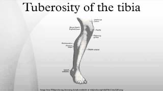 Tuberosity of the tibia [upl. by Alekal]