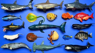 Megalodon Blue Whale Tiger Shark Blue Tang Horseshoe Crab Sea Bream Hermit Crab etc MN007 [upl. by Yeblehs]