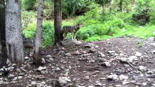 A pack of hungry wolves  Alpha Loup wolf park Vésubie valley Mercantour AlpesMaritimes France [upl. by Eenyaj]