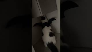 MON CHAT IL BOUDE [upl. by Jamesy]