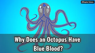 Why Does an Octopus Have Blue Blood [upl. by Priscella]