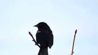 Redwinged Blackbird alarm call Agelaius phoeniceus [upl. by Nongim]