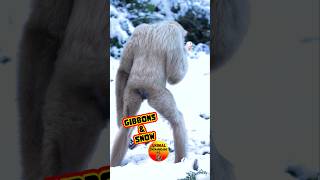 Ever Seen a Gibbon in the Snow uksnow weather [upl. by Bible844]