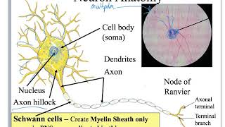 Nervous Tissue [upl. by Tail]