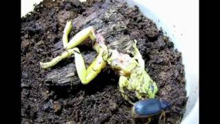 beetle eats tree frog [upl. by Getraer]