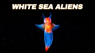 The Underwater WORLD Of The White Sea  Deep Sea Organisms [upl. by Jaclin740]