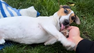 Relaxation and chill with Jack Russell Terrier Footage [upl. by Otrebireh]