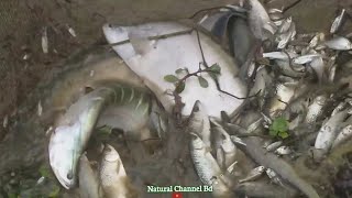 Traditional Fishing in Bangladeshi Village part 14  bd fishing  Natural Channel BD [upl. by Kopp]