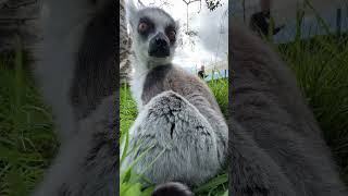 Lemur up close [upl. by Nivla]