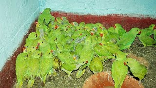 indian green parrot Breeding farms and indian alexandrine Breeding chicks [upl. by Annaira256]