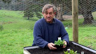 Growing vegetables in a wicking bed [upl. by Costanza112]