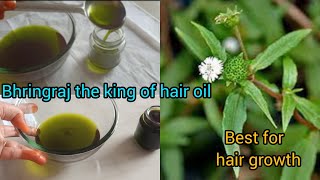 how to make bhringraj oil for hair growth homemade bhringraj oilbhringrajhair growth oil [upl. by Erkan156]