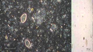 Testing Nikon 1 V1 as a microscope video camera [upl. by Lira]