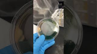 Unknown specimen growth on MacConkey agar and blood agar microorganisms bacteria [upl. by Sedgewick]