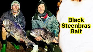 Bait Demo Poenskop  Black Steenbras  Black Musselcracker [upl. by Campball298]