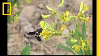 People Plants and Pollinators  Nat Geo Live [upl. by Toille408]