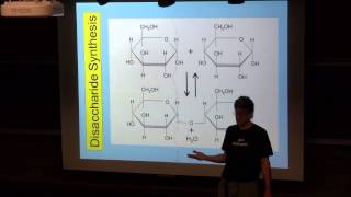 Disaccharide Synthesis [upl. by Akcirahs134]