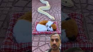 Dogie ko cobra se Bachaya 😀 shorts viral trending cat [upl. by Gow]