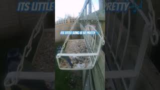 Pretty little song birds feedercam birdfeeder nature birdwatching songbird wildlife [upl. by Verena203]