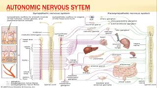 3 NEUROPHYSIOLOGY Motor system lecture 3 Video part B [upl. by Atirehc129]