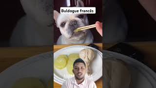 Buldogue francês melhor cachorro para apartamento [upl. by Afesoj]