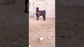 World best goat breed 👿animals goat youtubeshorts trending shorts pets tik tiktokviral 100k [upl. by Attecnoc657]