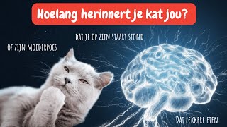 Geheugen van een kat zo herinneren katten hun baasjes misbruik hun moeder kattengeheugen uitleg [upl. by Lizned]