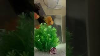 Feeding live zebra fish to parrot fishfishParrotFishFeedingZebraFishLiveFishFeedingAquariumLife [upl. by Saunderson]