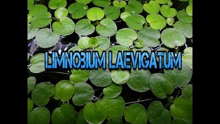 Limnobium Laevigatum Ł [upl. by Ahso506]