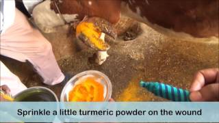 Ethnoveterinary formulation for FMD foot lesions [upl. by Eus]