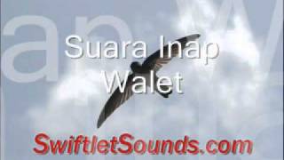 Swiftlet Sounds  Suara Inap Walet Internal [upl. by Asilim]