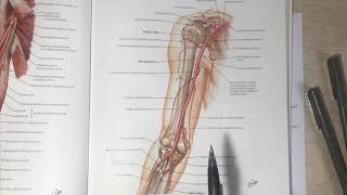 Anastomoses around Elbow joint [upl. by Vern363]