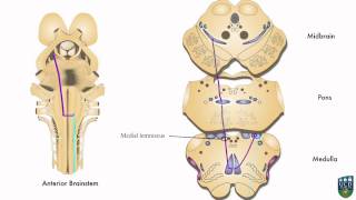 AXON Dorsal Column Pathway Fine Tactile Sensation Conscious Proprioception from Hand 5 of 9 [upl. by Wernher]