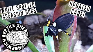 Updated Assassin Bug Care 2022  Platymeris biggutatus [upl. by Enimisaj]