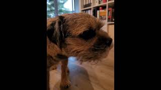 Leckere Möhre für Pelle mydog borderterrier dogsofyoutube borderterrierofyoutube [upl. by Niggem179]