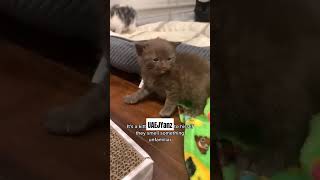 Kitten hissing motivation cat funny catvideos shorts [upl. by Walden]