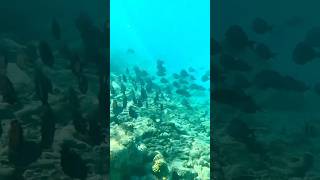 Swimming with the Blue Tang fish in Curaçao caribbeanislands snorkeling nature shorts [upl. by Naimaj]